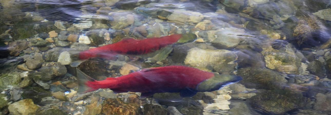 Pacific Salmon Coming Soon to the Adams River!